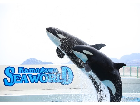 鴨川シーワールド シャチのパフォーマンスショー