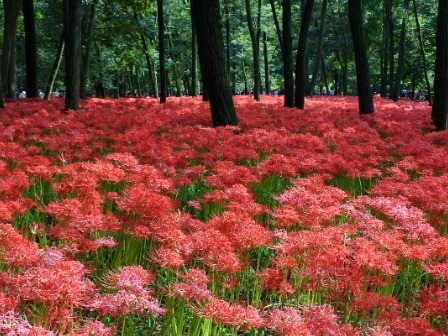 曼殊沙華公園