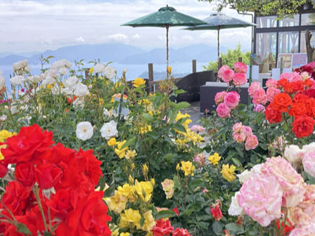 三方五湖レインボーライン バラ園