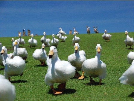 マザー牧場あひるの大行進