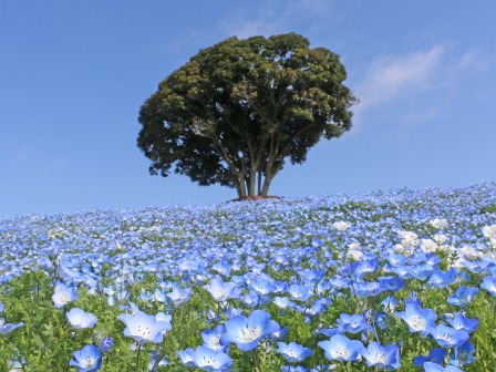 マザー牧場【ネモフィラ】