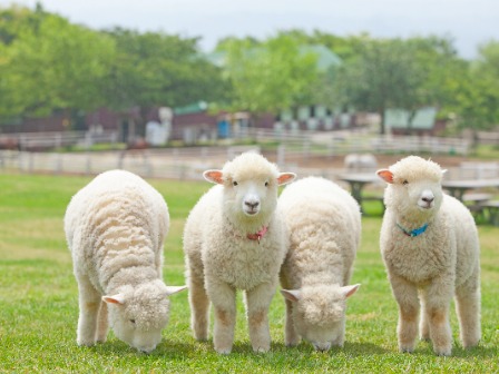 マザー牧場子羊
