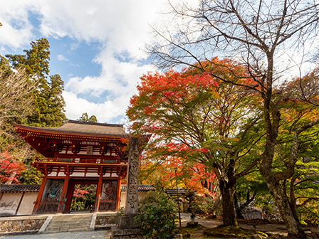 室生寺紅葉 