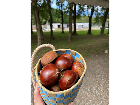 中津川マロンパーク 栗拾い