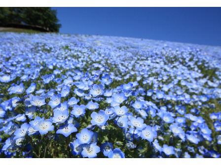 東京ドイツ村 ネモフィラ