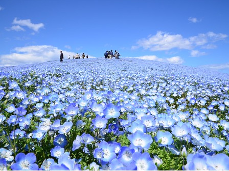 ひたち海浜公園ネモフィラの丘