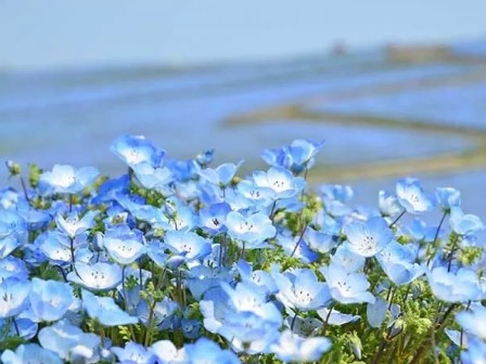 ひたち海浜公園ネモフィラ、アップ