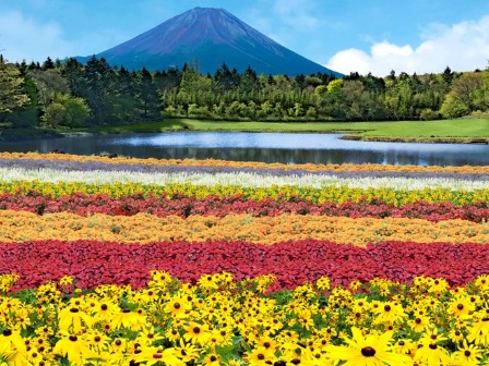 虹の花まつり