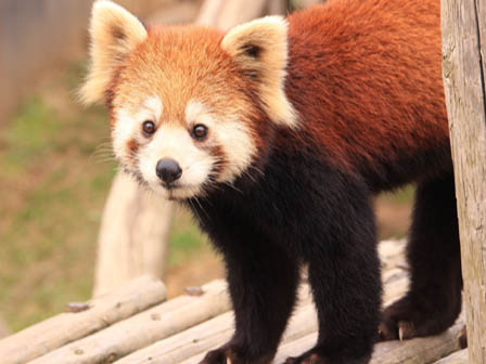 西山動物園 レッサーパンダ