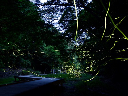 濃溝の滝　ホタル観賞