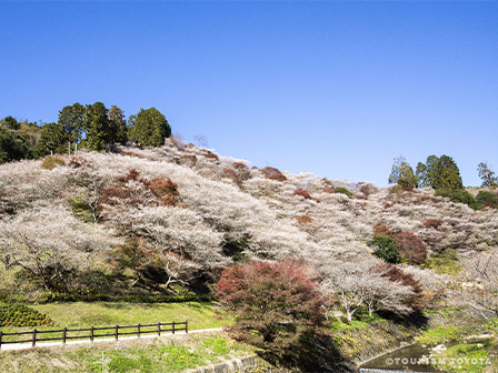 小原四季桜まつり ©TOURISM TOYOTA