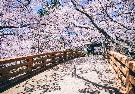 高遠城址公園（桜雲橋）※伊那市観光協会提供