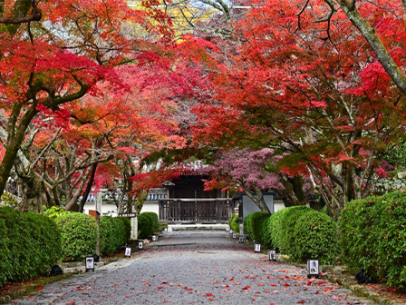 坂本の西教寺の紅葉のトンネル