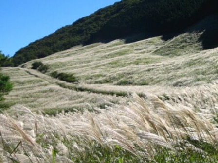 仙石原すすき草原