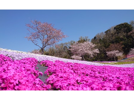 東京ドイツ村 芝桜