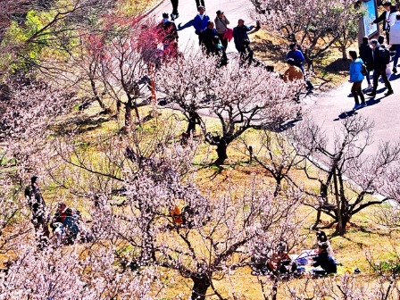 佐布里池梅まつり ©（一社）知多市観光協会