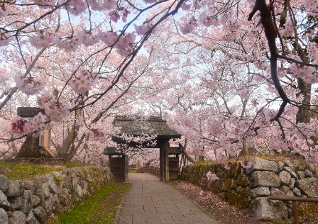 高遠城址公園（問屋門）※伊那市観光協会提供