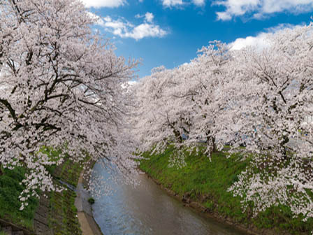 吉野瀬川桜並木