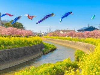 免々田川 菜の花・河津桜