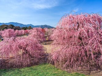 鈴鹿の森庭園