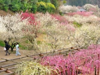 月ヶ瀬梅林公園