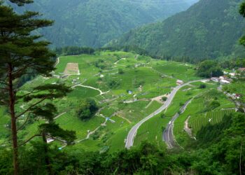 岐阜のマチュピチュ 天空の茶畑