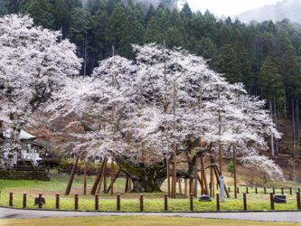 根尾谷淡墨桜