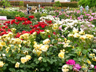 バラ生産日本一〇〇町バラ公園