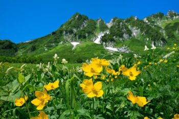 千畳敷カールの高山植物
