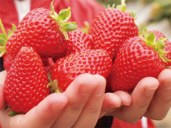 キングファームカフェ いちご