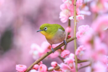 結城神社メジロ