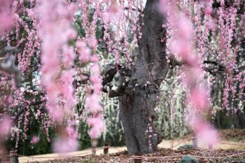 レッドヒルヒーサー