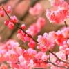 伊勢神宮だけじゃない三重の魅力 ― 実は梅の名所なんです!