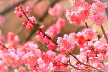 美しいピンクの梅の花