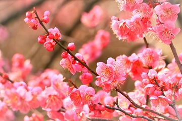 美しいピンクの梅の花