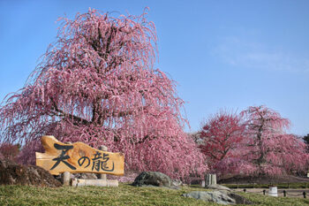 鈴鹿の森庭園昼