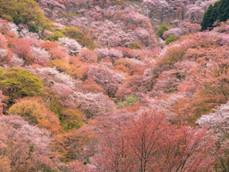 吉野千本桜（イメージ）