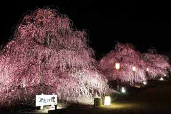 鈴鹿の森庭園夜