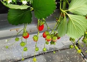 五桂池ふる～つ村