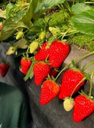 ジャパンベリー