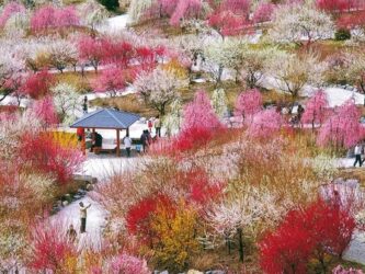 いなべ市梅林公園
