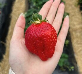 奥田農園美人姫