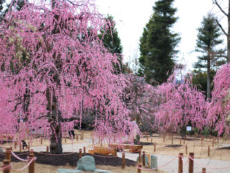 レッドヒルヒーサー