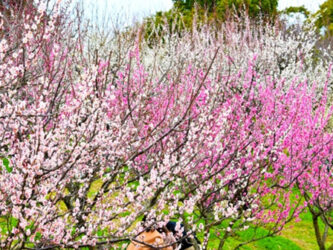 佐布里池梅まつり