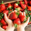 添乗員おすすめのいちご狩りスポット3選