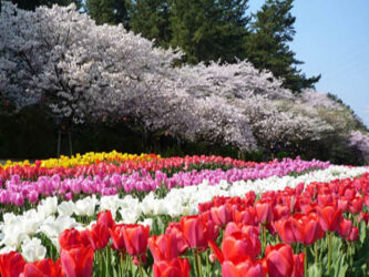 浜松フラワーパーク 4月上旬イメージ