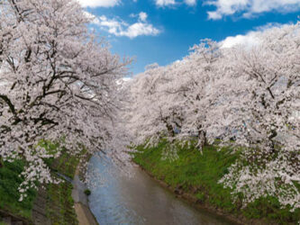 吉野瀬川桜並木