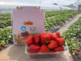 いちご狩りイメージ