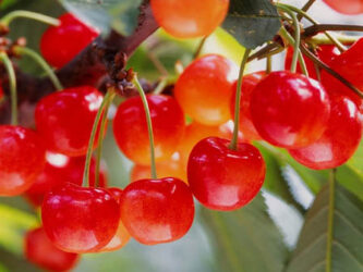 さくらんぼ狩り