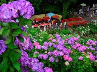 形原あじさい祭り